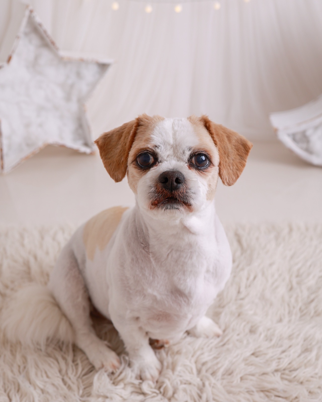 Close-up portrait of a small tan and white dog sitting on a fluffy rug